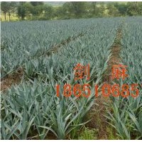 賣(mài)劍麻、出售劍麻、劍麻供應(yīng)、劍麻價(jià)格、沭陽(yáng)劍麻