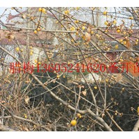 江蘇臘梅基地銷售臘梅大苗幼苗