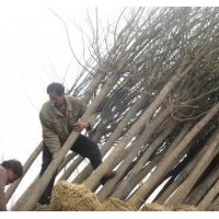 13公分國槐圖片