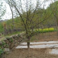 大量供應(yīng)各種規(guī)格山茱萸