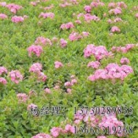 供應(yīng)饅頭柳廠家，河北饅頭柳銷售價格