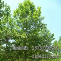 河北法桐長期供應(yīng)，法桐廠家