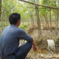 供應(yīng)大量米徑6分起黃花風(fēng)鈴、秋楓、美麗木棉