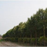 供應(yīng)各種規(guī)格的大葉女貞