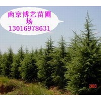 大型雪松“基地”雪松，廣玉蘭