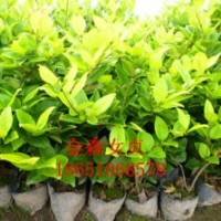 紅葉石楠、金森女貞、金邊黃楊、扶芳藤、紫葉小檗、金葉女貞、小