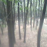 長(zhǎng)期供應(yīng)：2—25公分光桿香樟