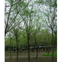 河南4--40國槐價(jià)格