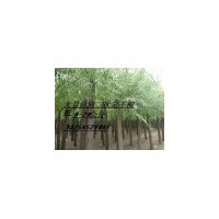 金絲柳，黃柳，旱柳，饅頭柳