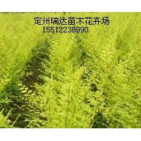 金葉榆價格_龍爪槐_國槐苗_紅葉碧桃_苗木最新價格