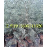 江蘇60--150公分高雪松苗銷售