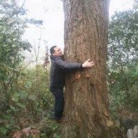 本地貨供應(yīng)?。。×_漢松