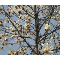 【主產】雪松廣玉蘭白玉蘭紅葉石楠女貞苗木