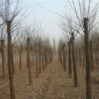 8公分國(guó)槐1年冒的多少錢(qián)