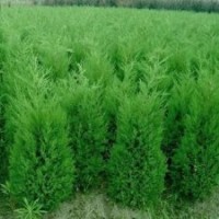 側(cè)柏苗1-2米定值側(cè)柏苗油松苗大量出售