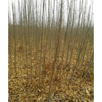 1年生欒樹幼苗銷售