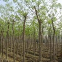 湖北國槐 榕花 法桐 最新價格