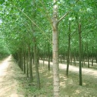 107速生楊行情/107速生楊價格咨詢