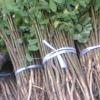 山桃苗，山杏苗，海棠苗，杜梨苗，軟棗苗，海棠苗，花椒苗。果樹