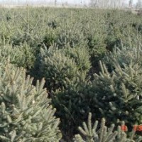 2000畝云杉苗圃各種規(guī)格云杉隨你選