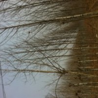 大量供應(yīng)法桐