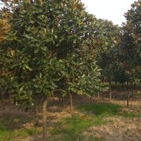 大量供應(yīng)6-8cm廣玉蘭