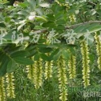 供雪松、黑松、木槿、青皮柳、垂柳、金絲垂柳