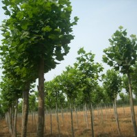 供應(yīng)大規(guī)格毛白楊