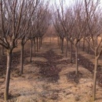 出售黃櫨、碧桃、白蠟、國槐、櫻花