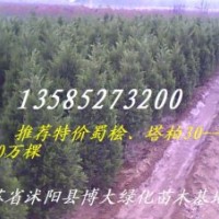 大量批發(fā)塔柏.蜀檜.北京檜.灑金柏.龍柏.爬地柏.圓柏.鉛筆柏.雪松