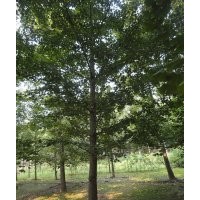 2014年銀杏大樹價(jià)格 供應(yīng)3-60公分銀杏樹 銀杏小苗
