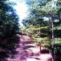 本場優(yōu)惠供應6-12分小葉欖仁地苗