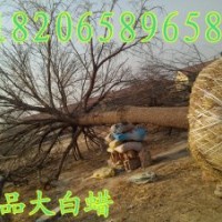 大白蠟，精品白蠟，景觀白蠟