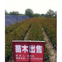 高桿紅葉石楠1.5米以上小杯苗處理