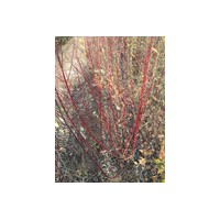 3--8分枝紅瑞木銷售