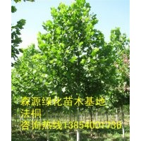 國槐價格-法桐價格-合歡價格-皂角價格-紫葉李價格