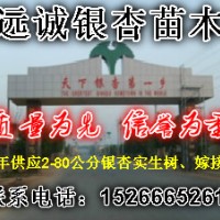 銀杏樹|銀杏實生樹|銀杏嫁接樹|銀杏小苗|銀杏基地|銀杏盆景