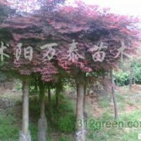 供應紫荊、紫薇、紫葉李、高桿女貞