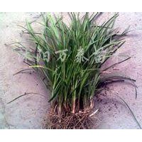供應(yīng)蔥蘭、韭蘭、四季青、馬尼拉、高羊茅、三葉草