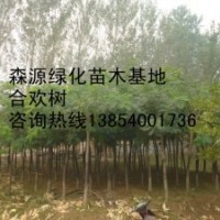 供應(yīng)7公分合歡8公分合歡12公分合歡-確保成活率-法桐價格