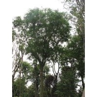 皂角 熟貨皂角苗木 四川皂角樹 成都萬(wàn)樹園林