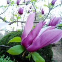 供應(yīng)龍柏、衛(wèi)矛、扶芳藤、金葉女貞、大葉黃楊、小葉黃楊