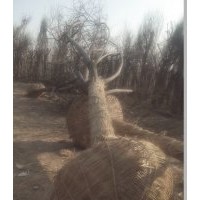 15公分合歡價(jià)格