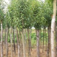 供應(yīng)高桿女貞 高桿女貞價(jià)格 高桿女貞批發(fā)