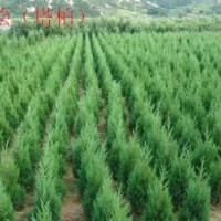 大量供應(yīng)蜀檜（塔柏）