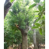 大量供應(yīng)30、35、40公分皂角