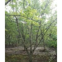 供應(yīng)元寶楓 成都元寶楓 元寶楓低價(jià) 成都萬(wàn)樹園林
