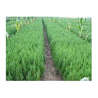 批發(fā)15-250公分塔柏（蜀檜）、龍柏，北京檜