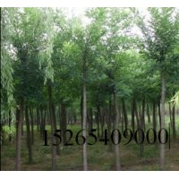 苗圃出售1公分2公分3公分國槐