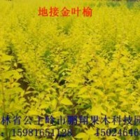 各種海棠苗，金葉榆，雞心果，矮化寒富，牡丹海棠，紅葉李